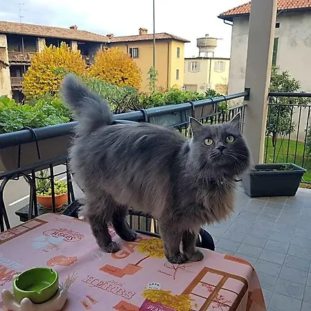 Erbagatta