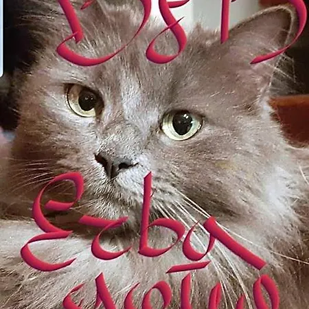Erbagatta Erba